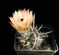 Austrocactus sp.