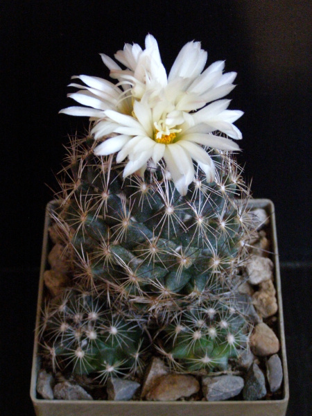 Файл:Coryphantha pseudonickelsiae 2.JPG