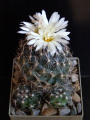 Coryphantha pseudonickelsiae 2.JPG