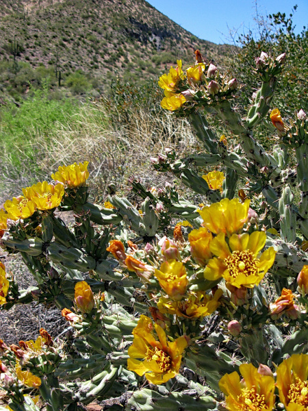 Файл:Cylindropuntia acanthocarpa 2h.jpg