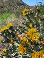 Cylindropuntia acanthocarpa 2h.jpg