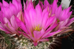 Echinocereus chisoensis var fobeanus pm 01.jpg
