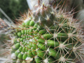 Echinopsis mamillosa v. kermesina