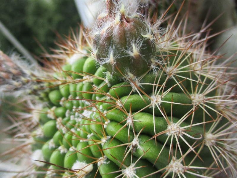 Файл:Echinopsis mamillosa v. kermesina 42.jpg
