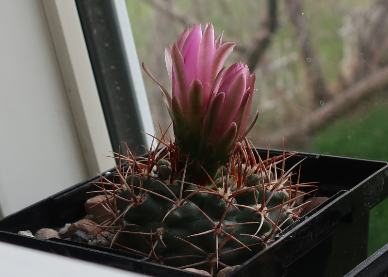 Файл:Gymnocalycium neuhuberi 84.JPG