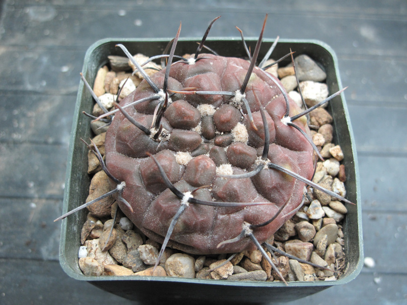 Файл:Gymnocalycium striglianum 01.jpg