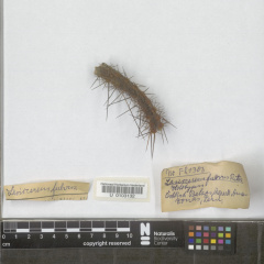 Lasiocereus fulvus.jpg