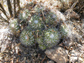 Mammillaria compressa bernalensis.jpg