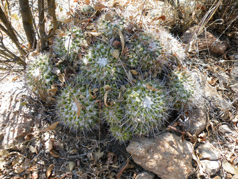 Файл:Mammillaria compressa bernalensis.jpg