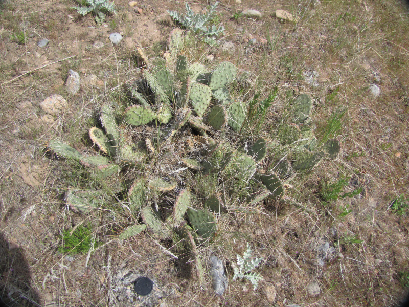Файл:Opuntia macrorhiza 1.jpg