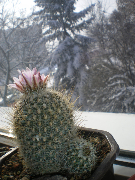 Файл:Turbinicarpus saueri ssp. knuthianus 3.jpg