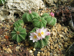 Aztekium ritteri 5.jpg