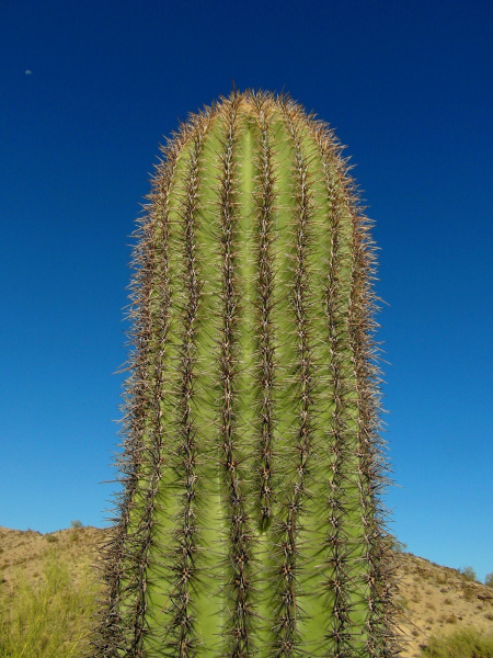 Файл:Carnegiea gigantea 9.jpg