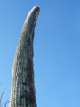 Cephalocereus columna-trajani