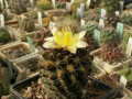 Copiapoa montana 5.jpg