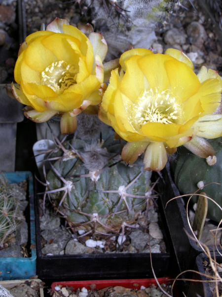 Файл:Echinopsis thionantha ssp. glauca 2.JPG