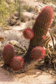 Ferocactus gracilis ssp. gracilis 4.jpeg