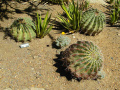 Ferocactus pottsii 2.JPG