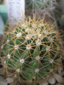 Ferocactus schwarzii 4.jpg