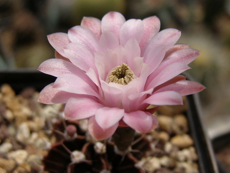 Файл:Gymnocalycium mihanovichii var. friedrichii 3.jpg