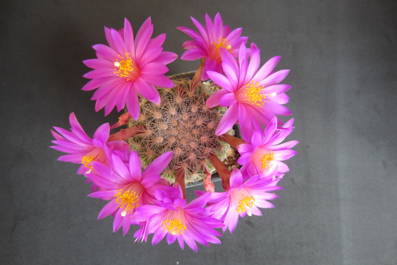 Файл:Mammillaria deherdtiana dodsonii 20140411.JPG