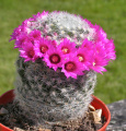 Mammillaria laui ssp. dasyacantha 3.jpg