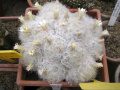 Mammillaria plumosa