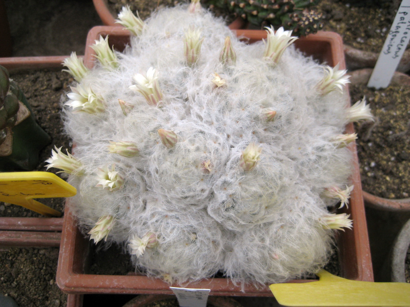 Файл:Mammillaria plumosa Prof.jpg