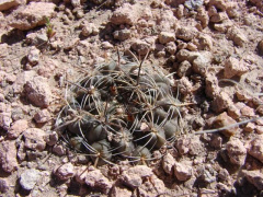 Neowerdermannia chilensis 0.jpg