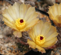 Pterocactus tuberosus 3.jpg