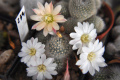 Rebutia pulvinosa ssp. albiflora 03.jpg