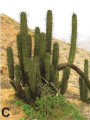 Weberbauerocereus cephalomacrostibas 2.jpg