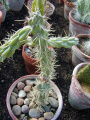 Cylindropuntia imbricata