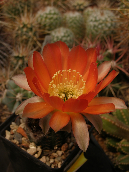 Файл:Echinopsis haematantha var. rebutioides.jpg