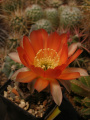 Echinopsis haematantha var. rebutioides