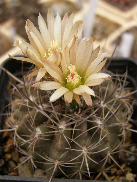 Файл:Eriosyce eriosyzoides ssp. eriosyzoides 4.jpg