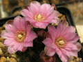 Gymnocalycium bruchii