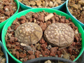 Gymnocalycium ragonesei 02.jpg