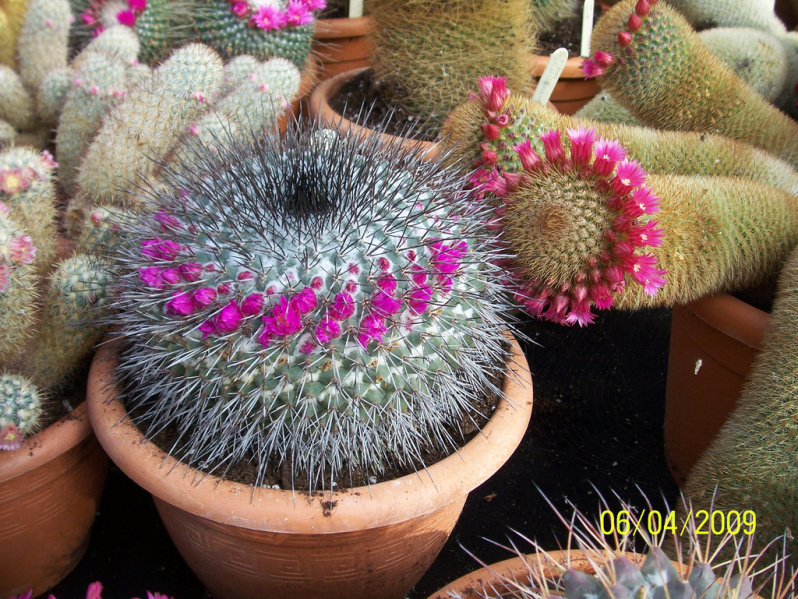 Файл:Mammillaria melanocentra 3.jpg