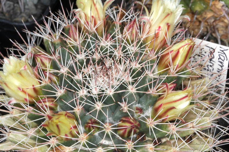 Файл:Mammillaria petrophila ssp. baxteriana 1.jpg