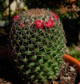 Mammillaria polythele 3.jpg
