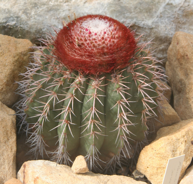 Файл:Melocactus lanssensianus.jpg