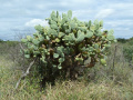 Opuntia quimilo.JPG