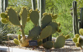 Opuntia scheeri 56.jpg