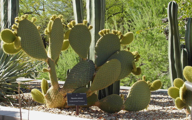 Файл:Opuntia scheeri 56.jpg