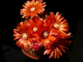 Parodia penicillata 2.jpg