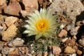 Pediocactus bradyi ssp.bradyi Marble Canyon, Coconino Co. AZ, USA