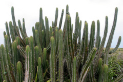 Pilosocereus brasilensis 1.jpg