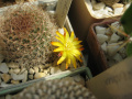 Rebutia glomeriseta 3.jpg