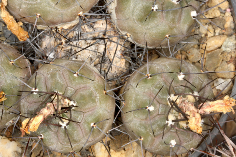Файл:Rebutia neumanniana 3b.jpg